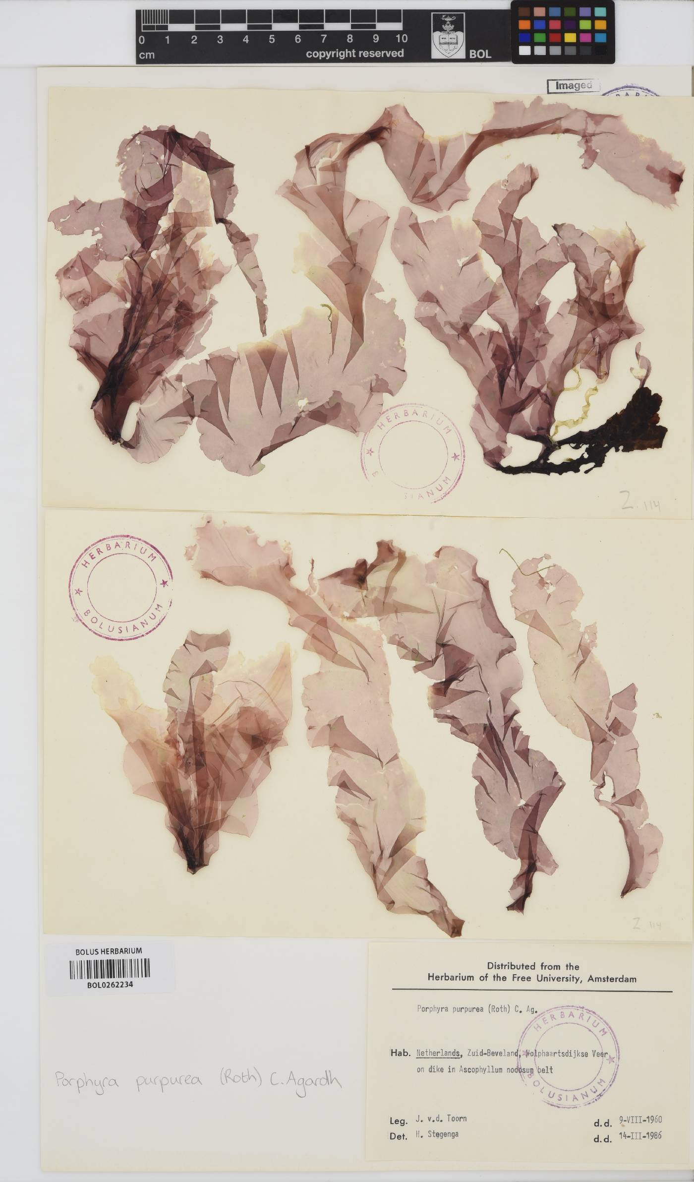 Porphyra purpurea image