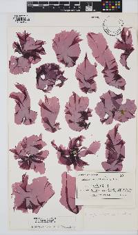 Pyropia suborbiculata image