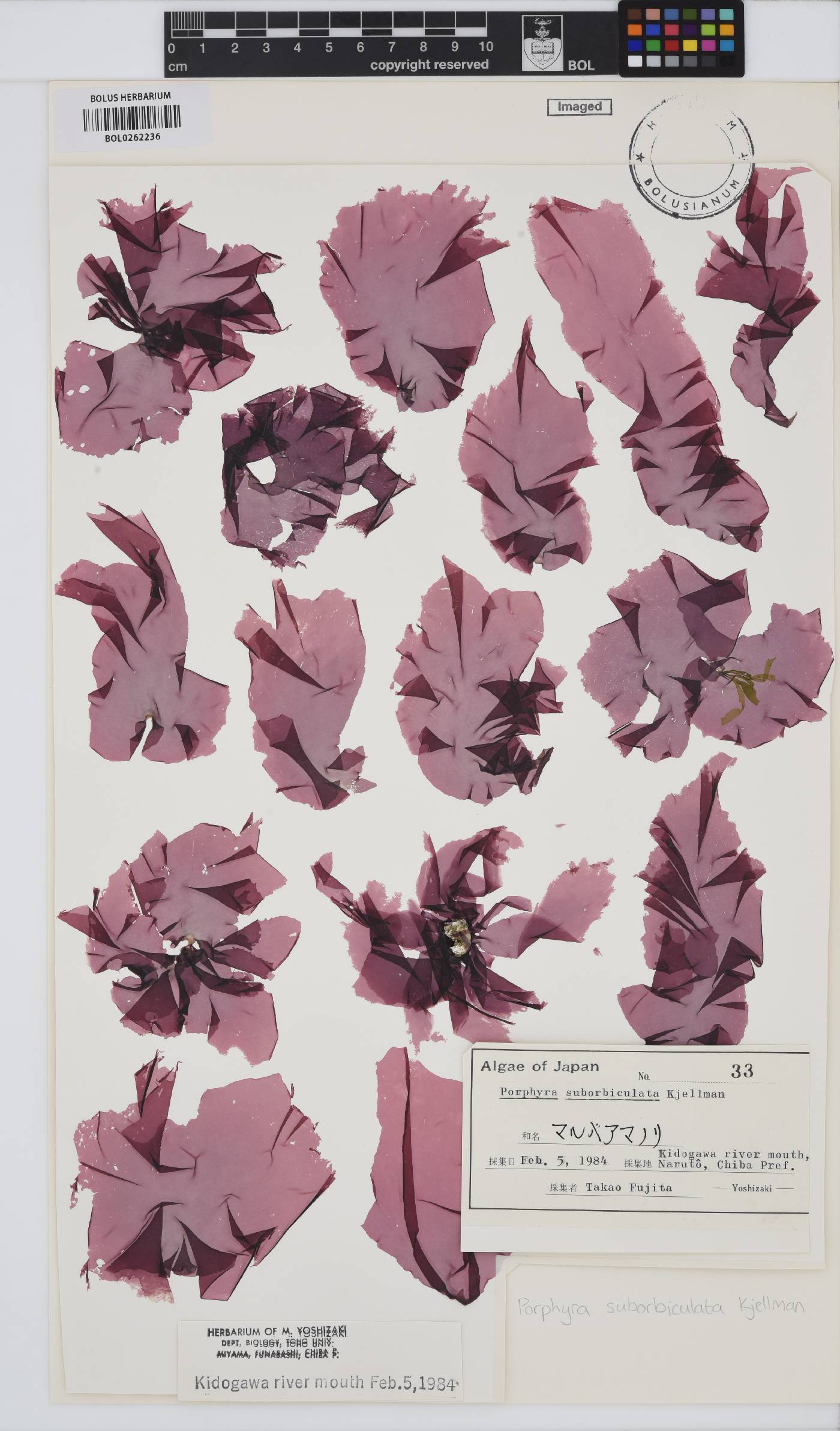 Pyropia suborbiculata image