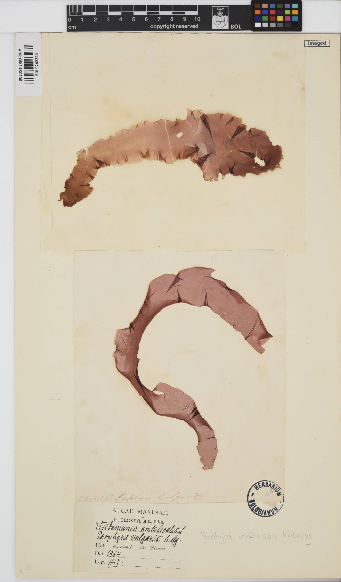Porphyra umbilicalis image