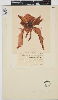 Porphyra umbilicalis image