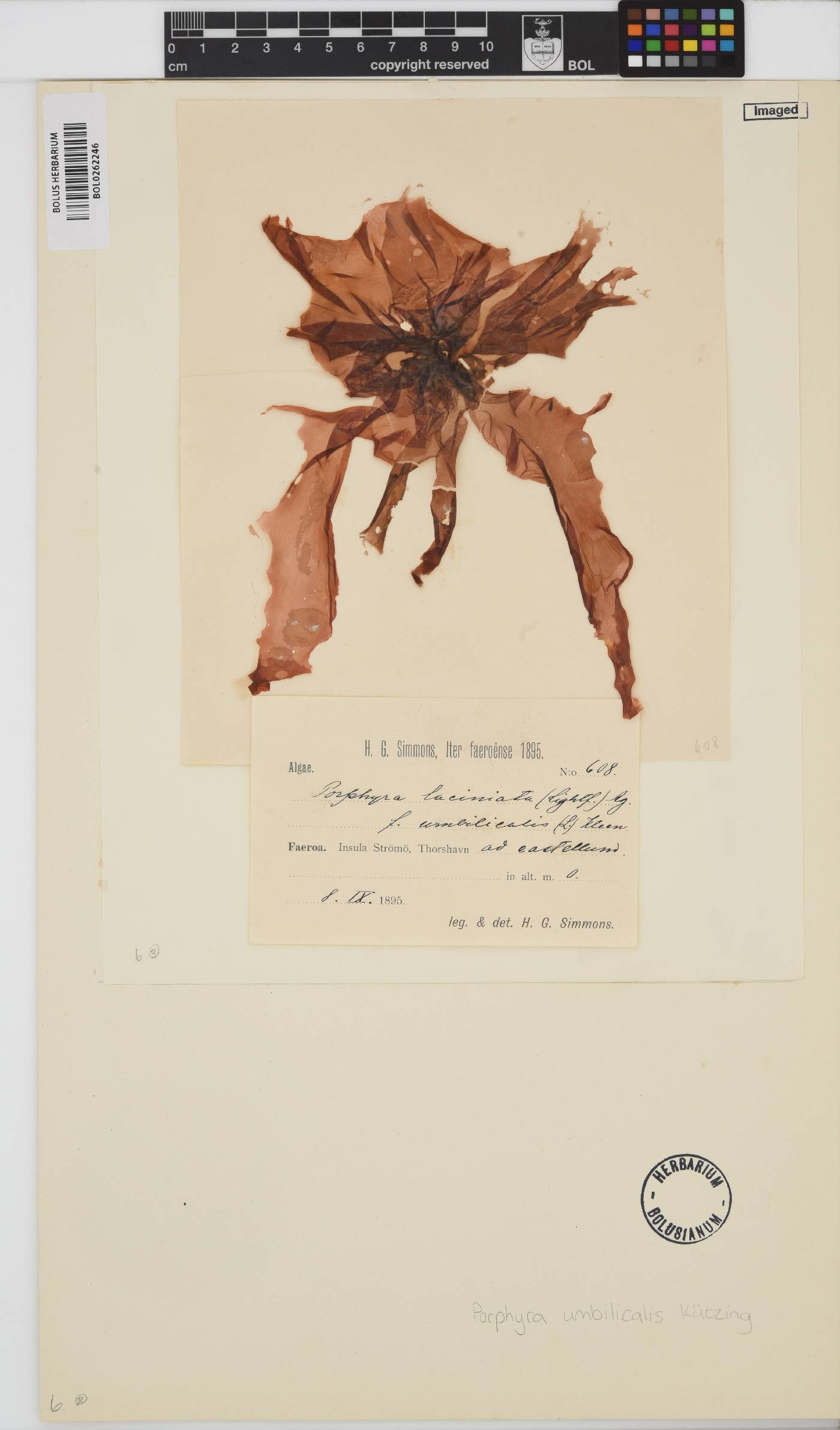 Porphyra umbilicalis image