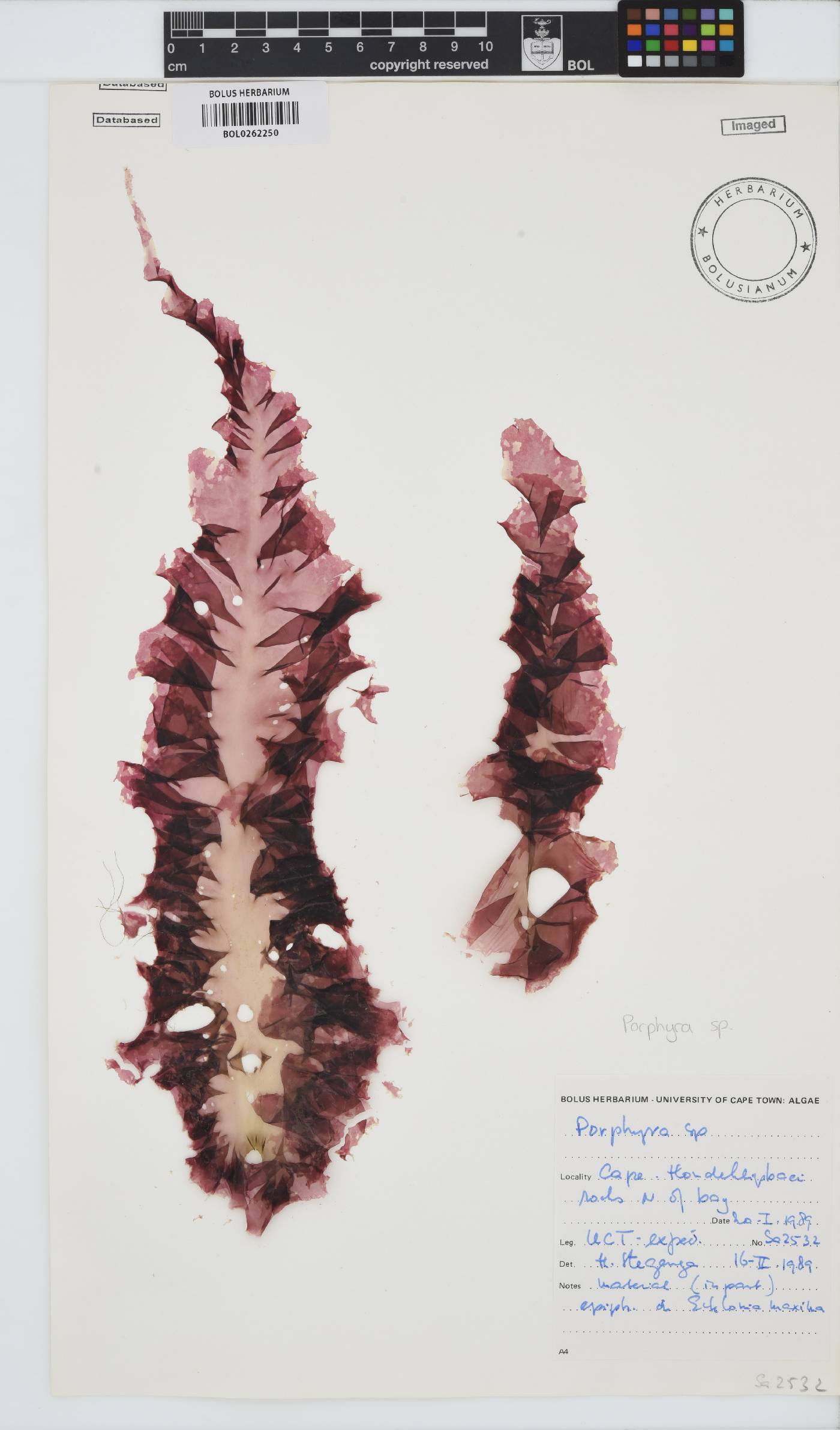 Porphyra image