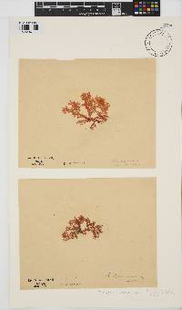 Portieria hornemannii image