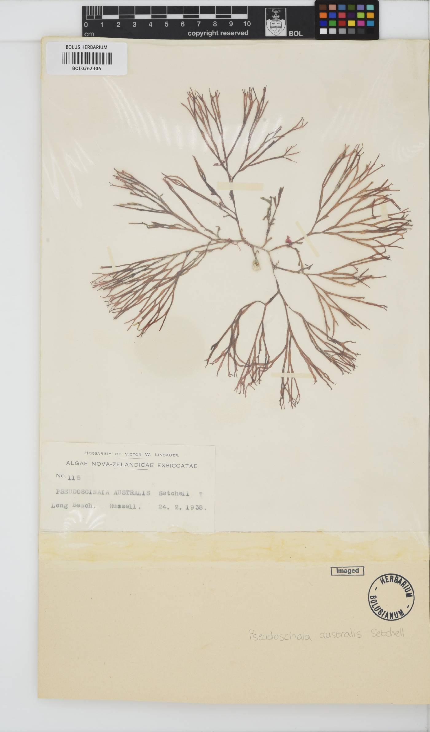 Scinaia acuta image