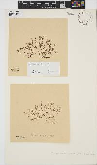 Pterochondria woodii image