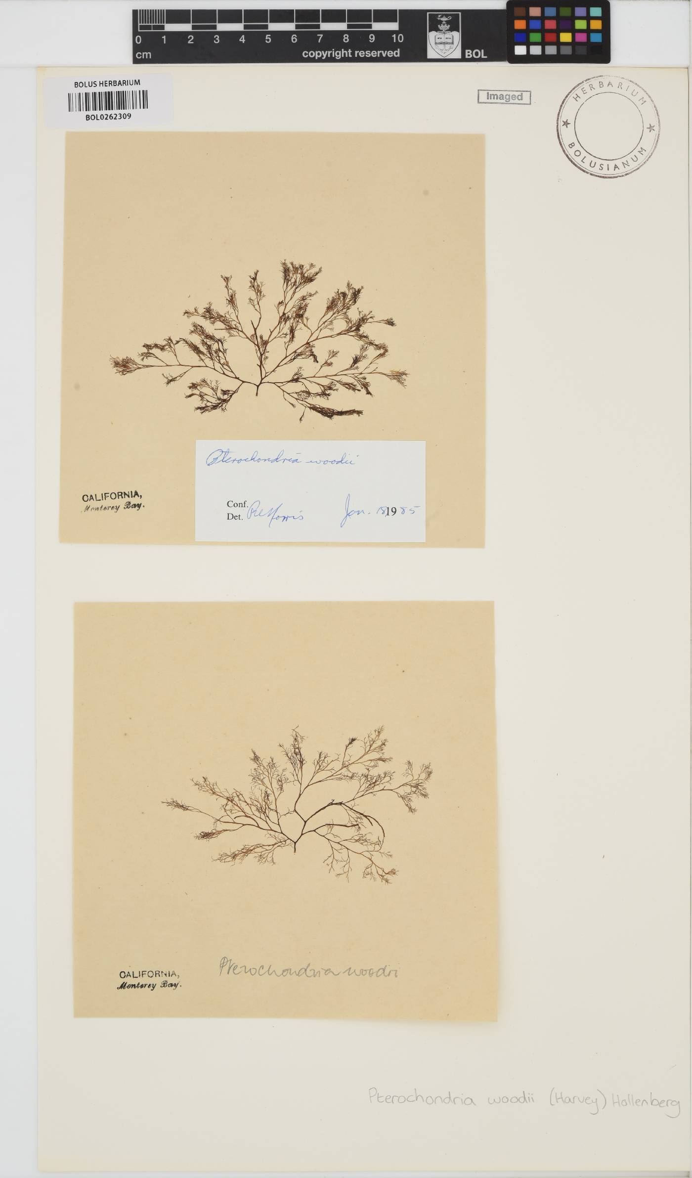 Pterochondria woodii image