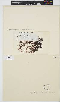 Pterochondria woodii image