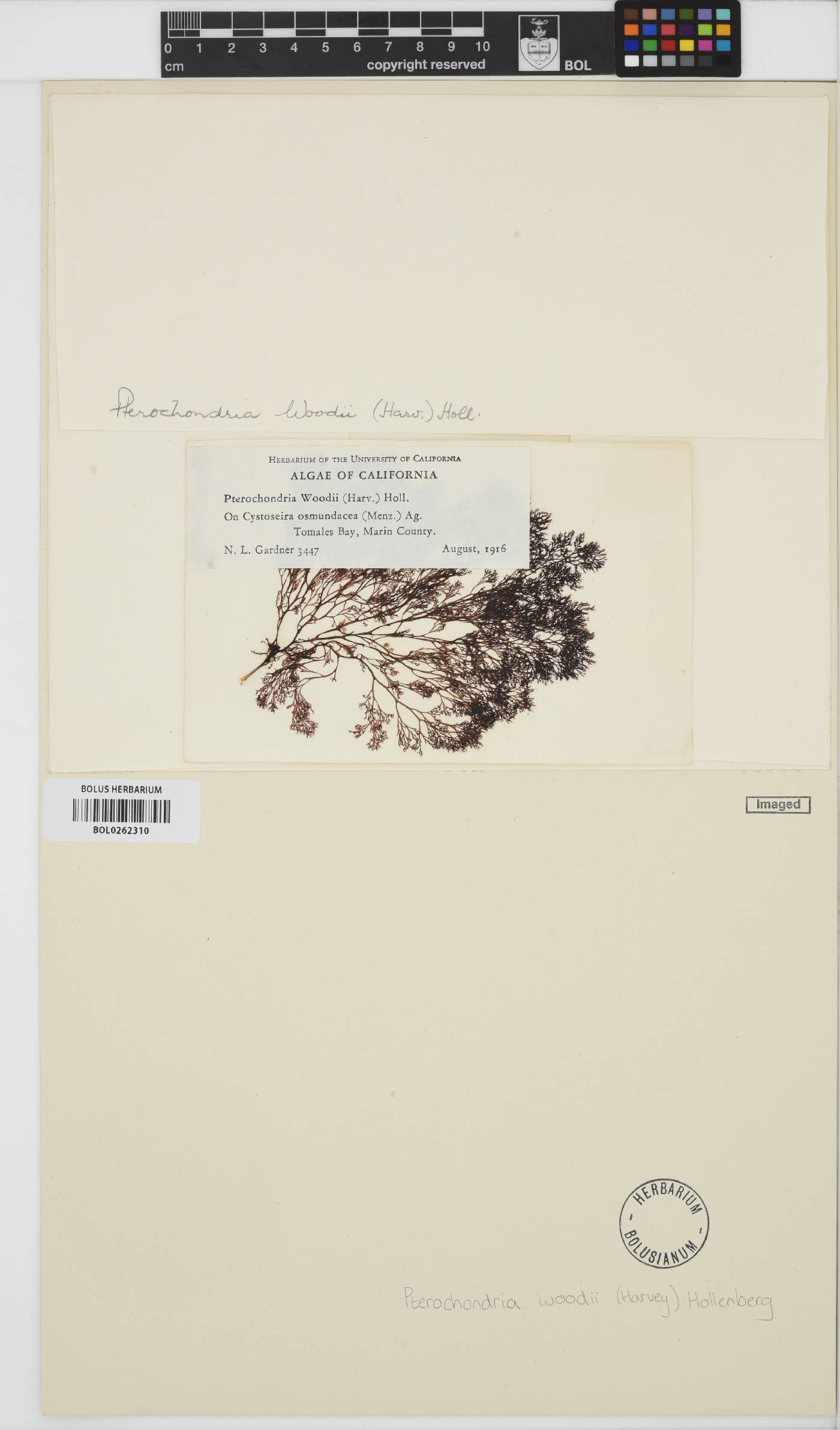 Pterochondria woodii image