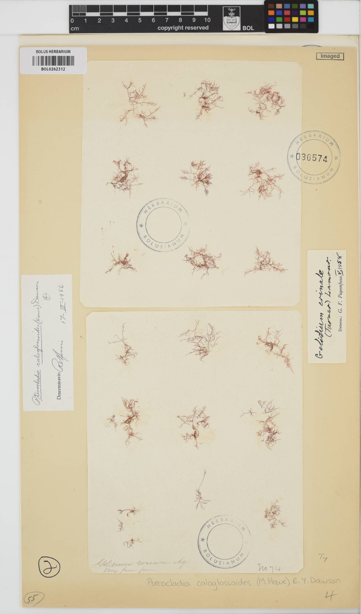 Pterocladiella caloglossoides image