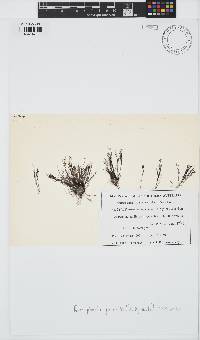 Xiphosiphonia pennata image