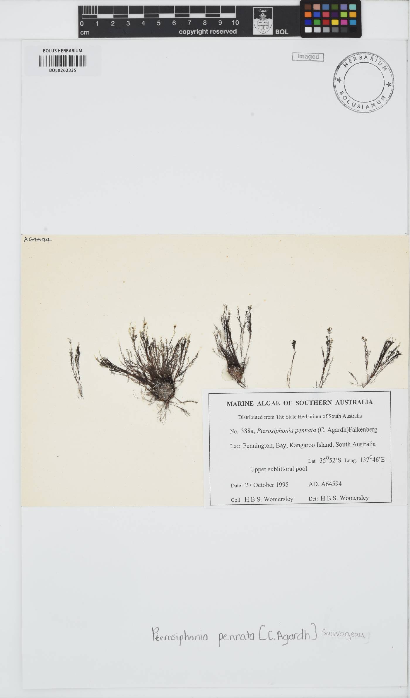 Xiphosiphonia image