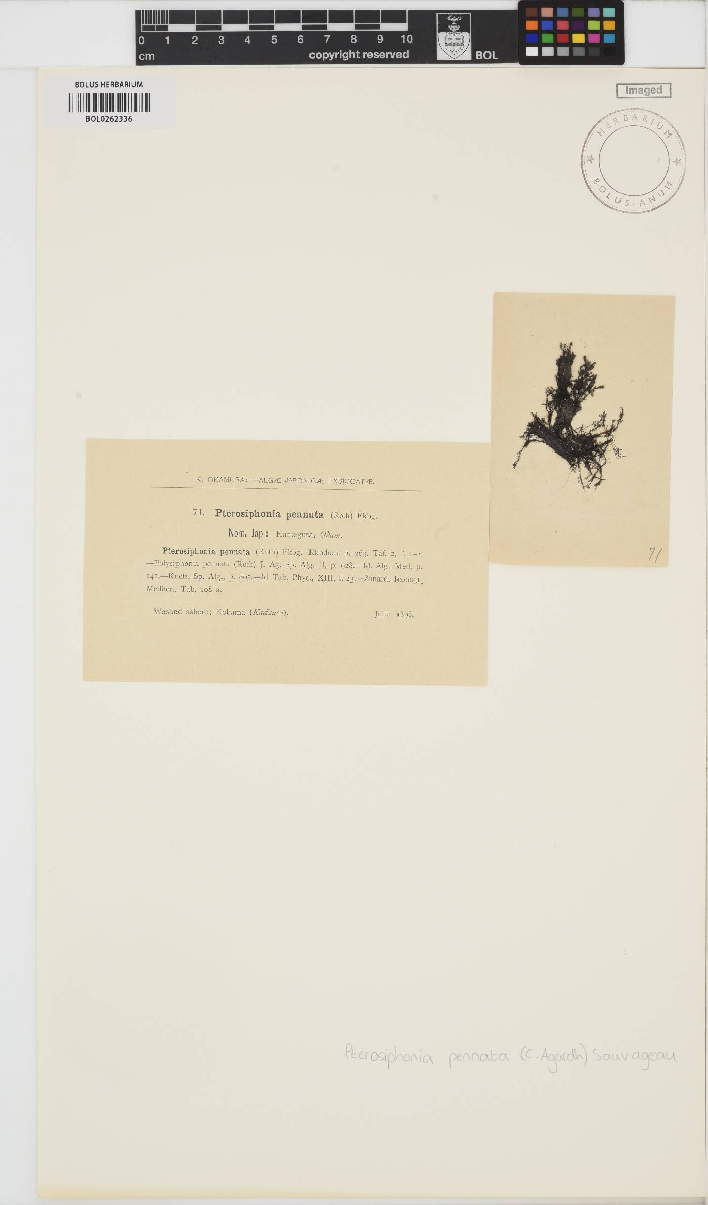 Xiphosiphonia pennata image