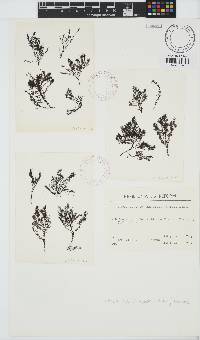 Vertebrata thuyoides image