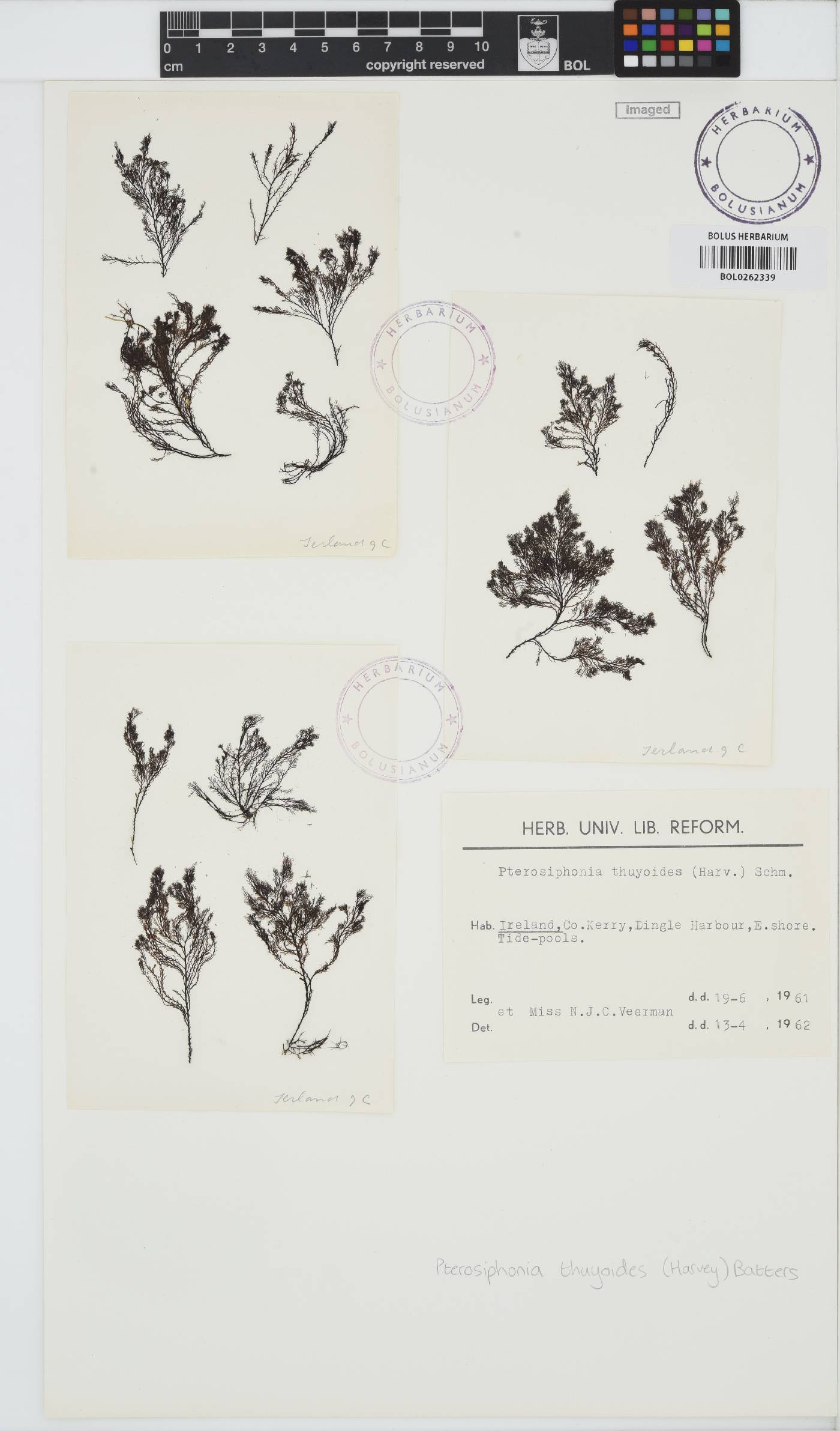 Vertebrata thuyoides image
