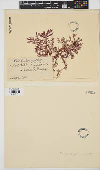 Image of Ptilocladia pulchra
