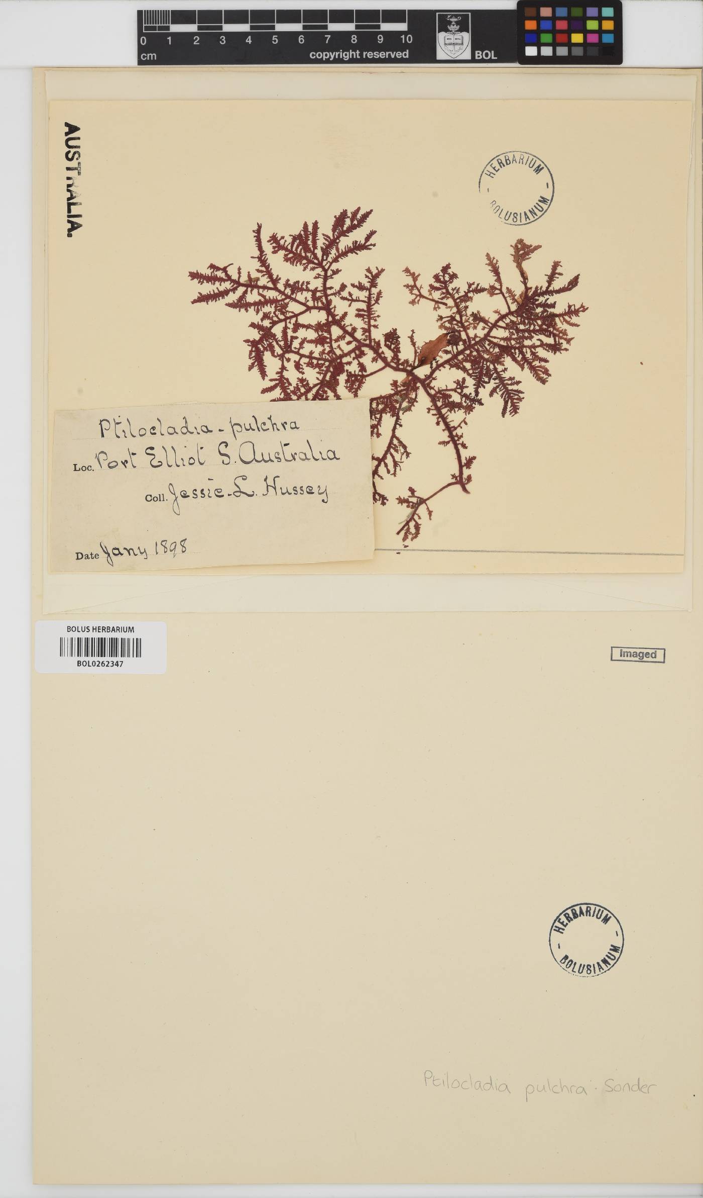 Ptilocladia pulchra image