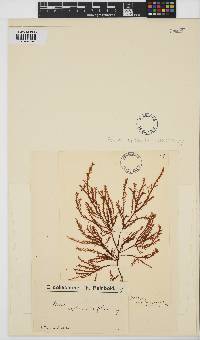 Ptilota asplenioides image