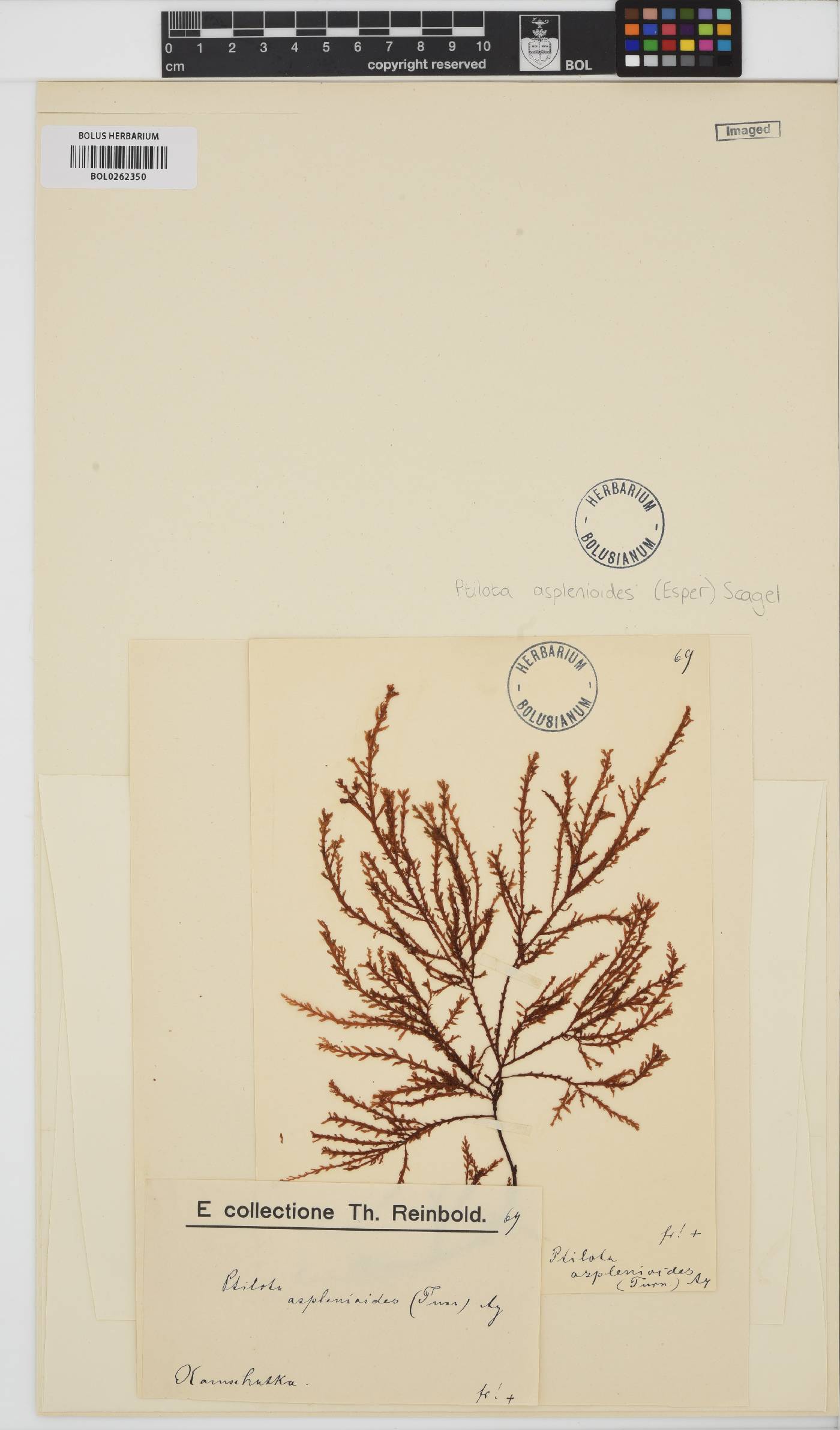 Ptilota asplenioides image