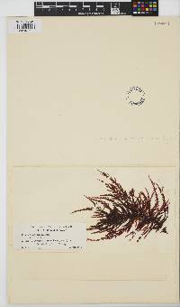 Ptilota densa image