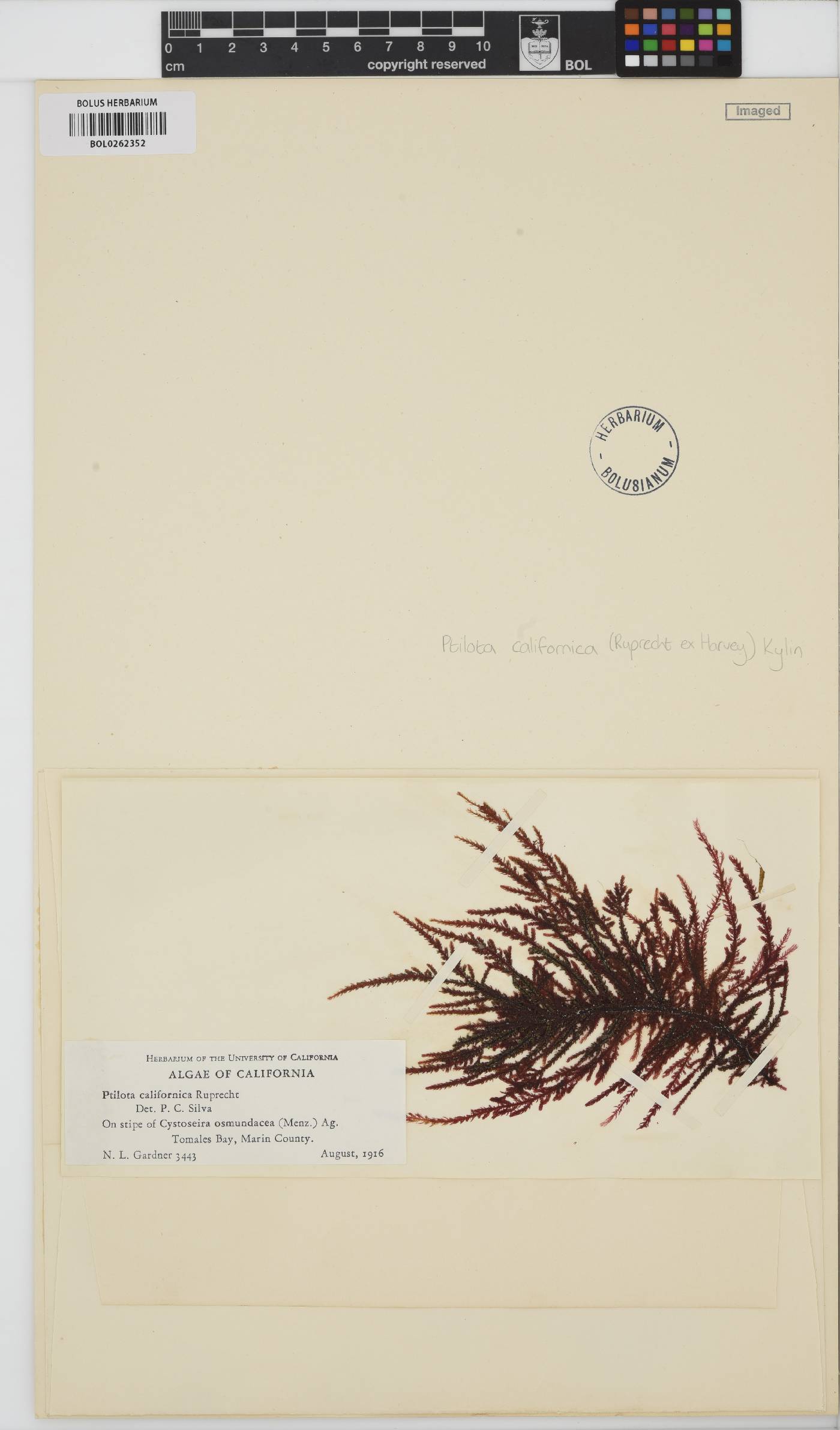 Ptilota densa image