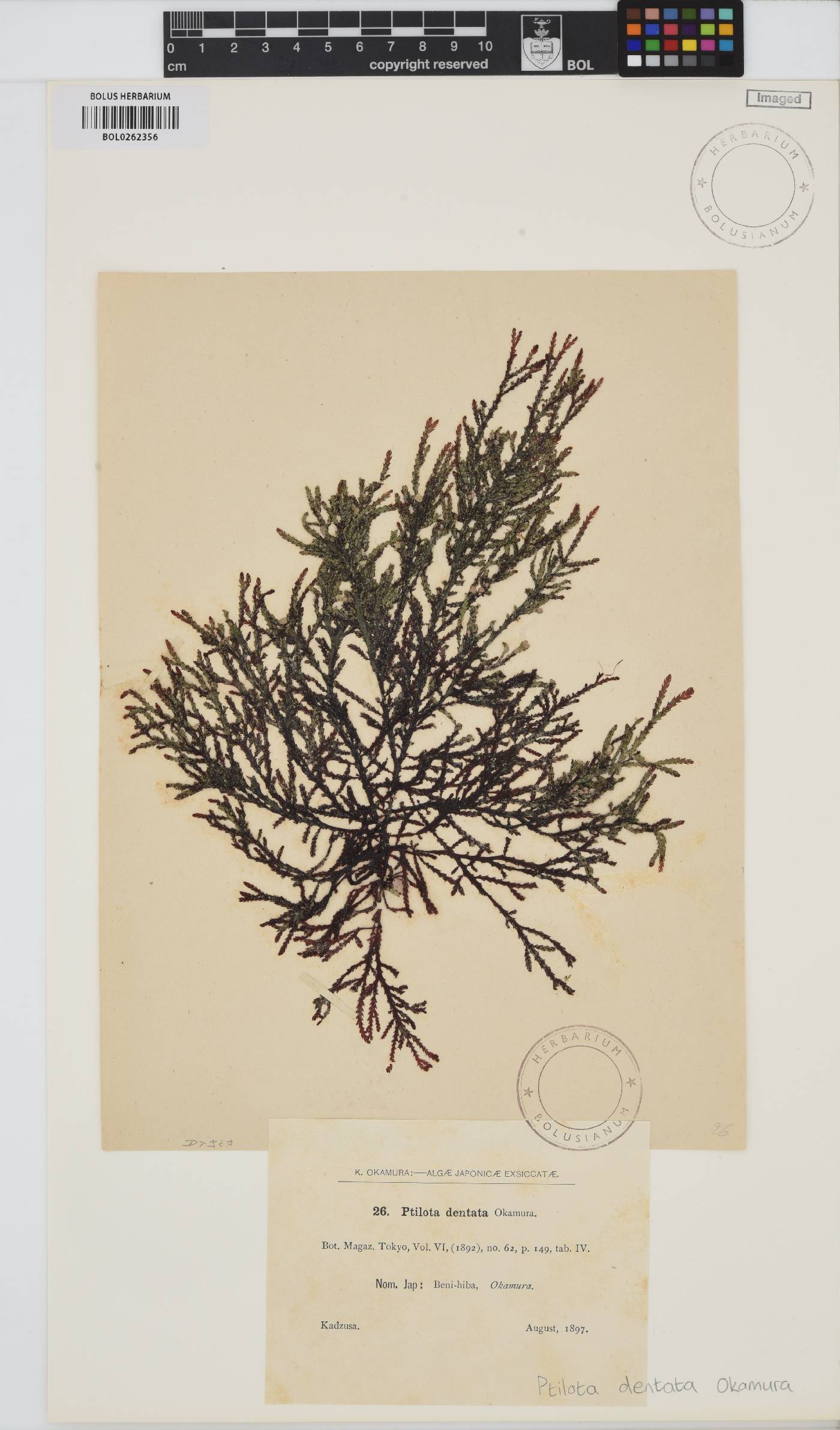Ptilota image