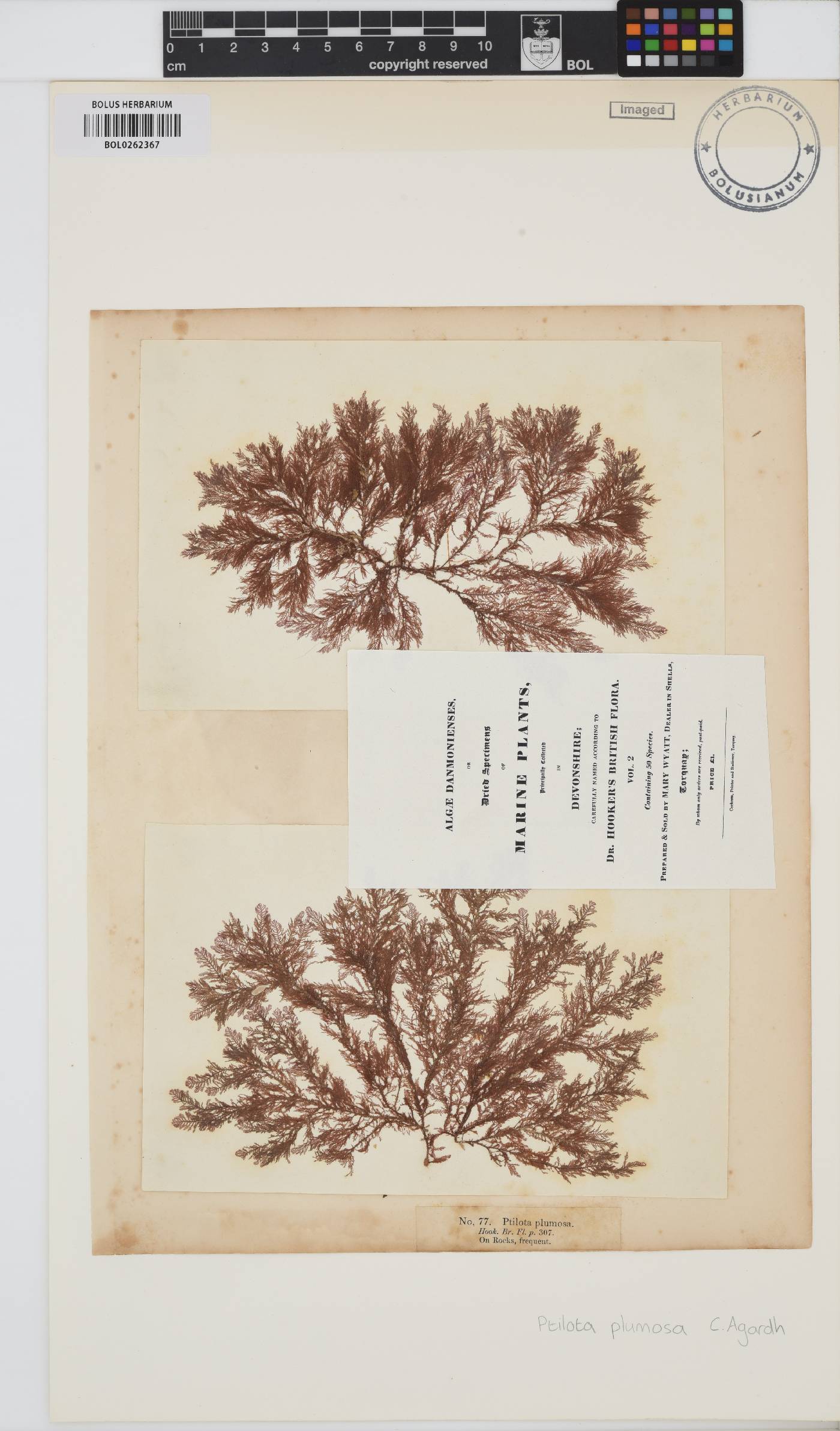 Ptilota gunneri image