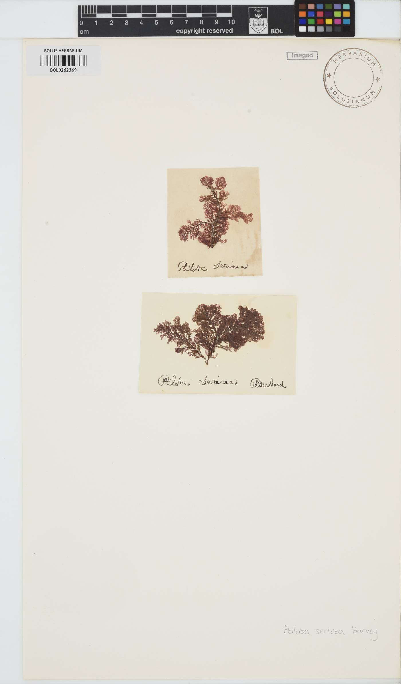 Plumaria plumosa image