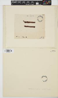Image of Ptilothamnion pluma