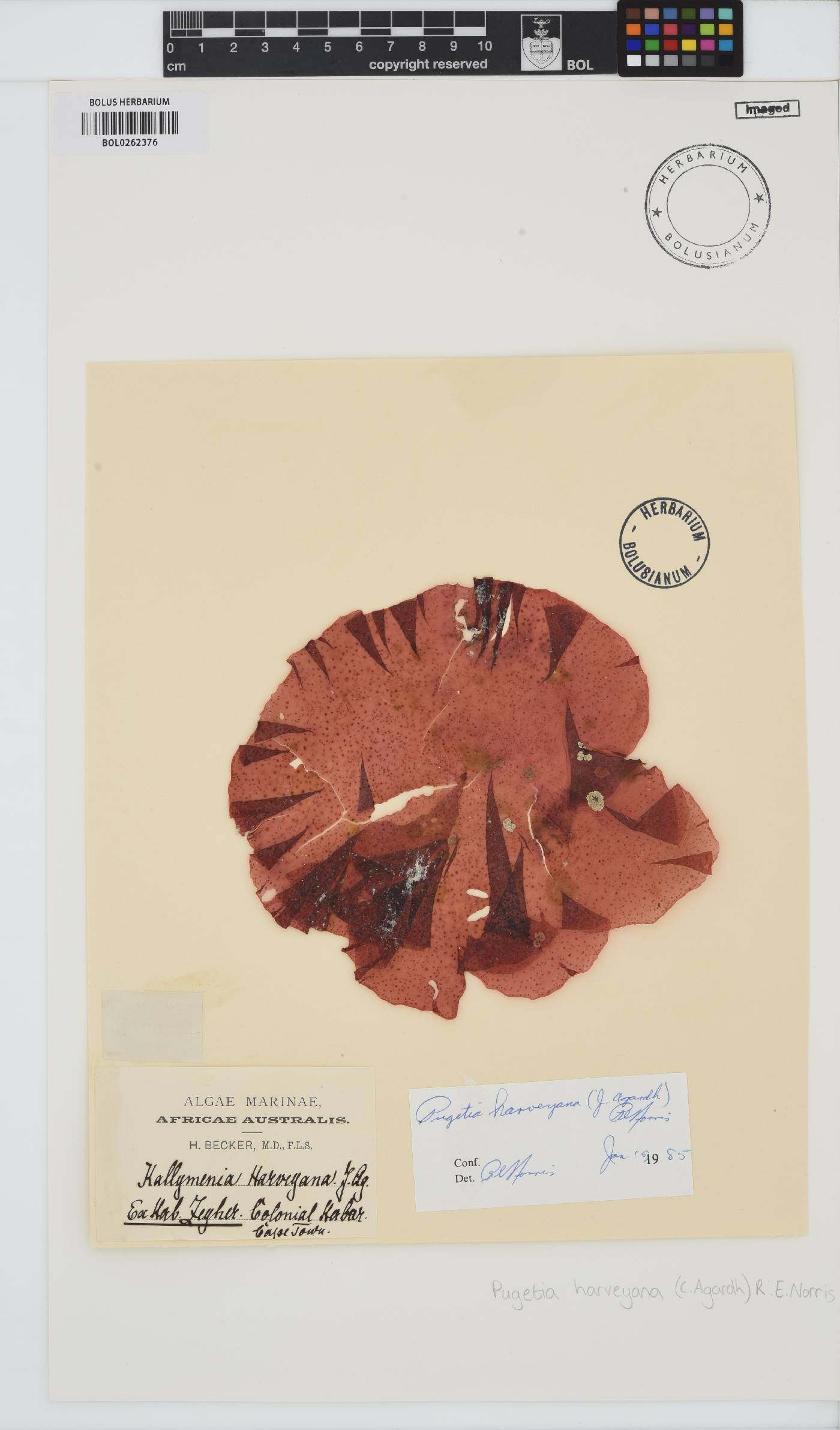 Polycoelia harveyana image