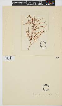 Image of Sarcodiotheca gaudichaudii