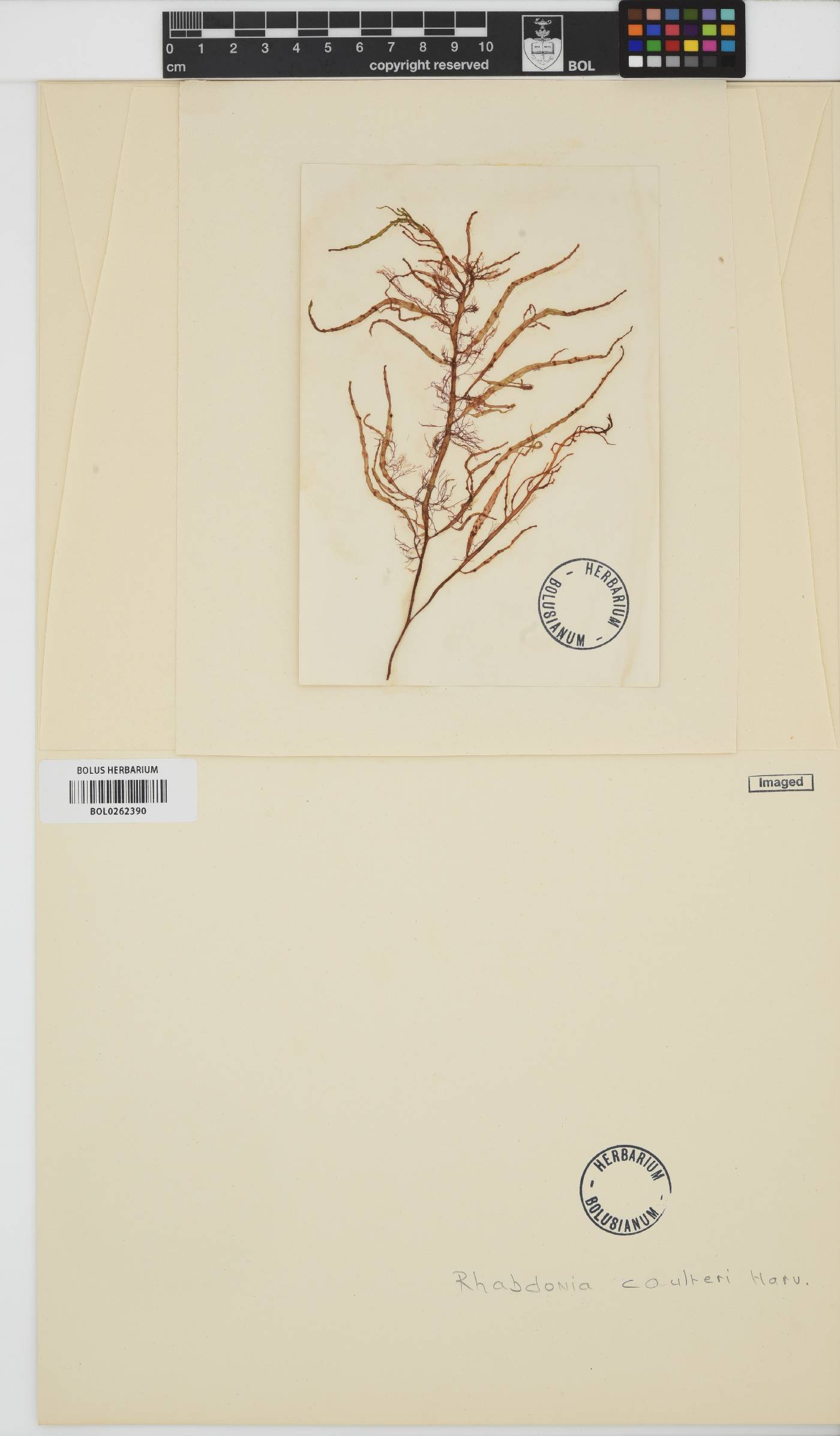 Sarcodiotheca gaudichaudii image