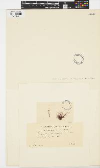 Image of Acrochaetium seiriolanum