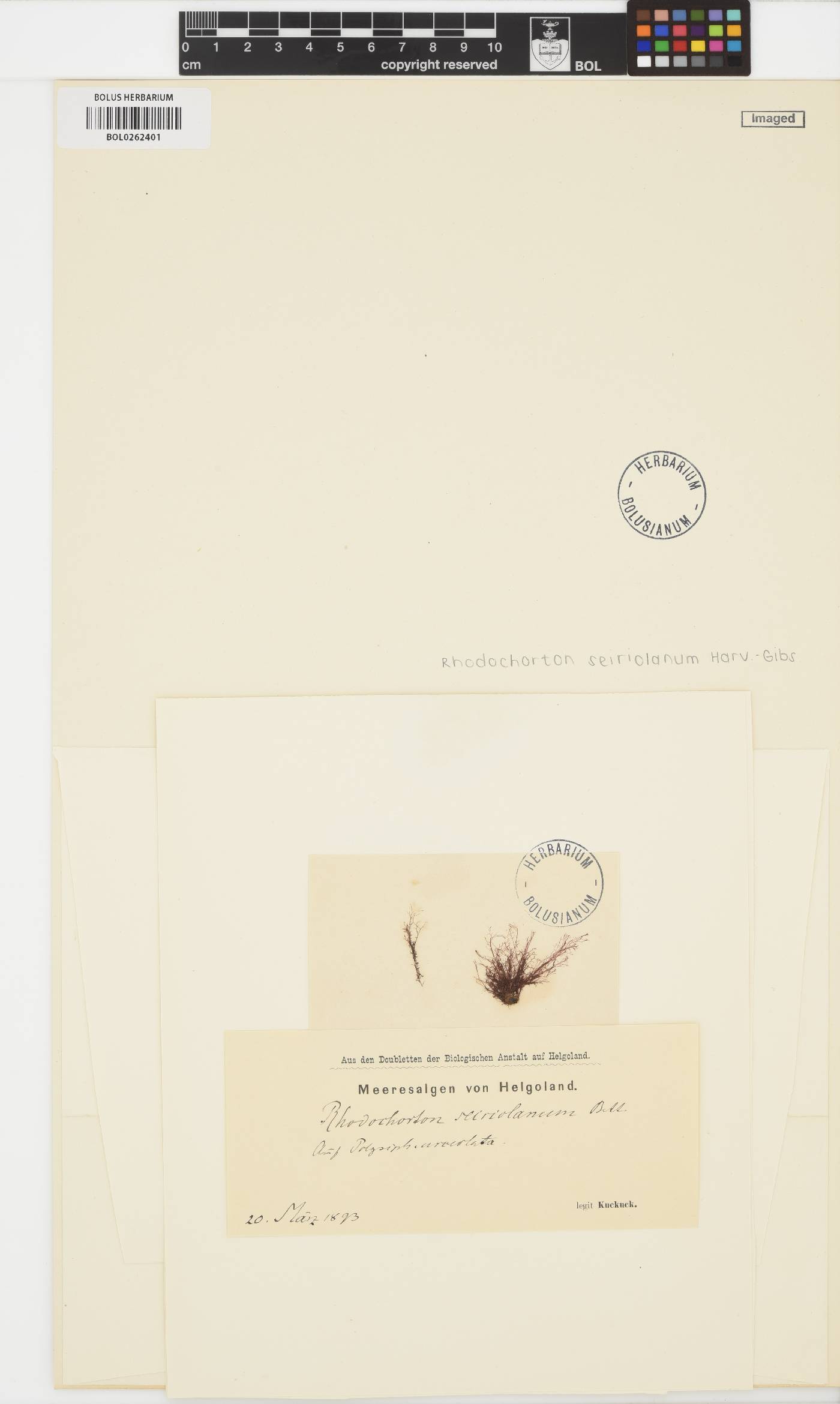 Acrochaetium seiriolanum image