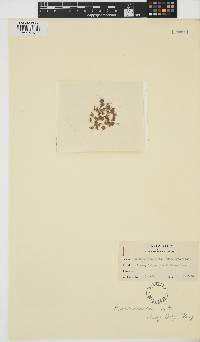 Image of Rhodochorton purpureum