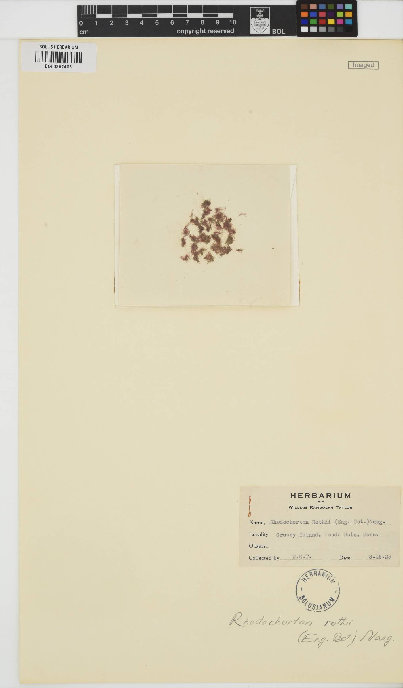 Rhodochorton purpureum image