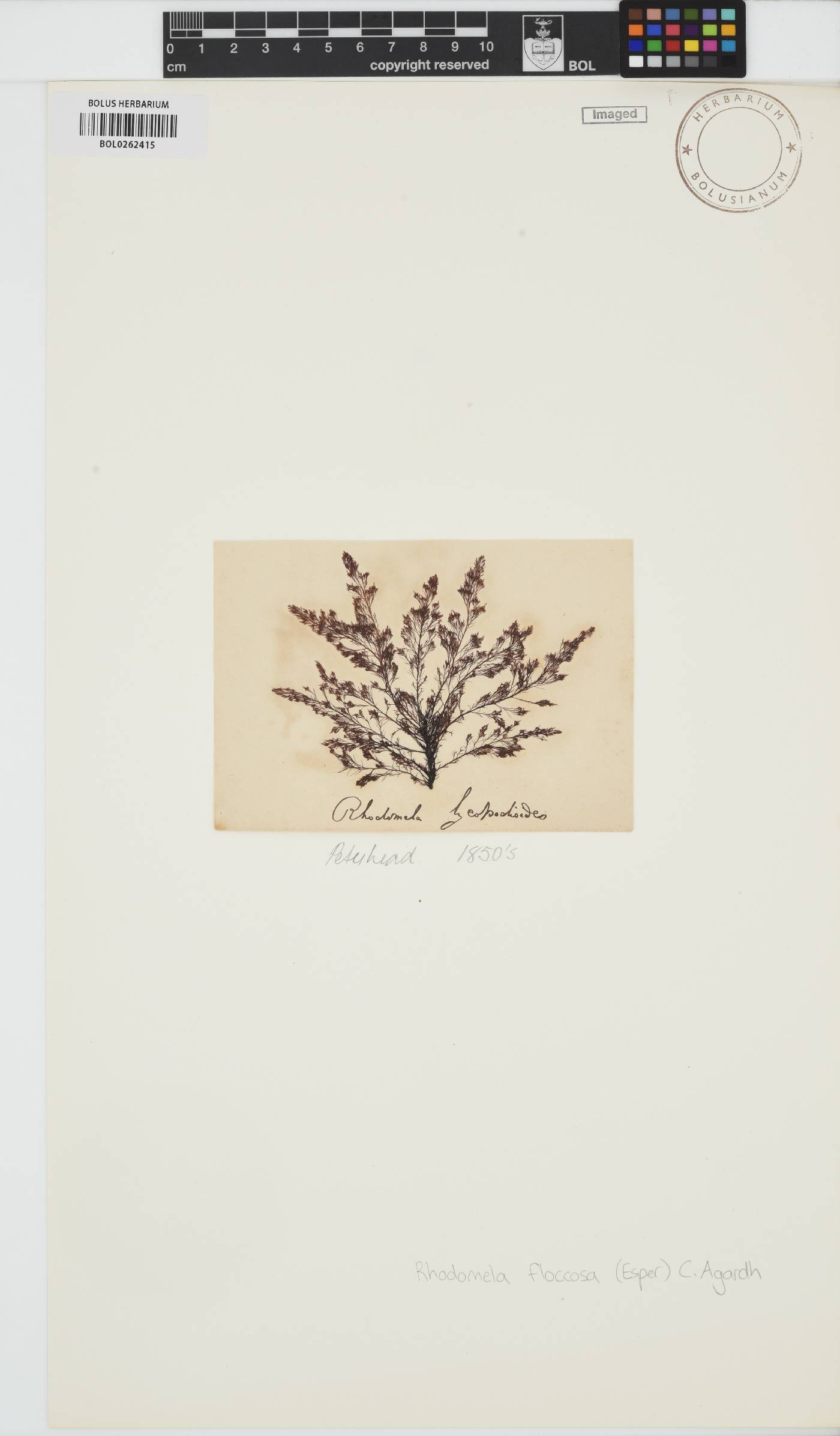 Odonthalia floccosa image