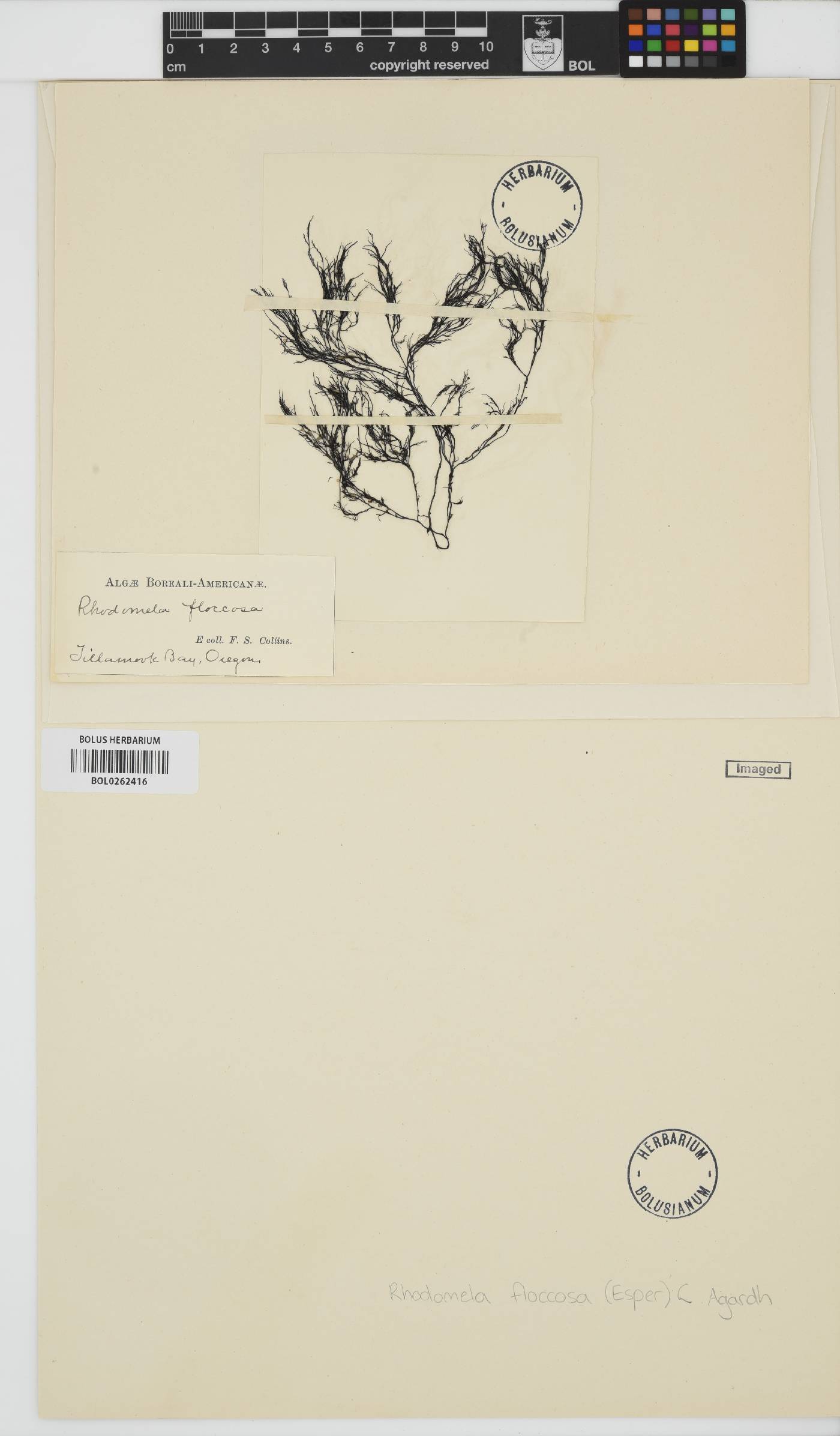 Odonthalia floccosa image