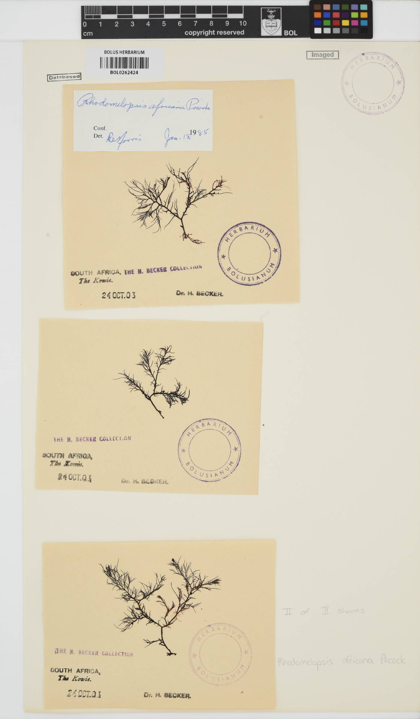 Rhodomelopsis africana image