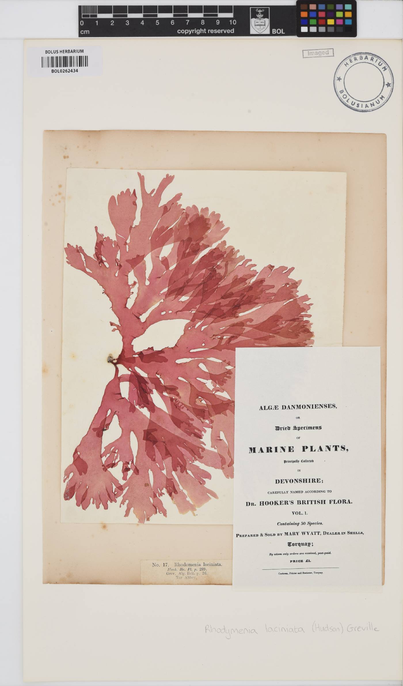 Metacallophyllis laciniata image
