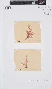 Plocamium mertensii image