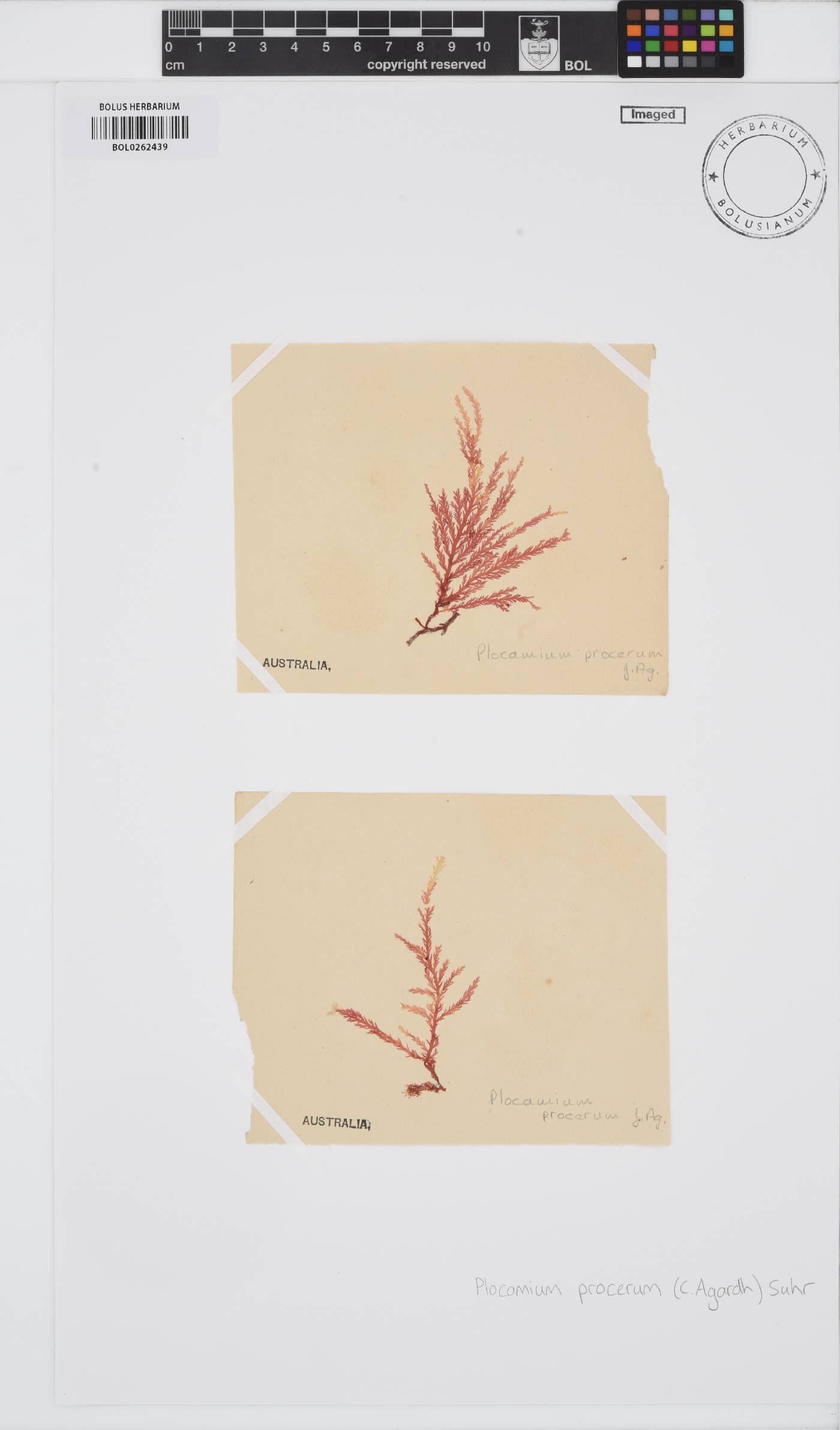 Plocamium mertensii image