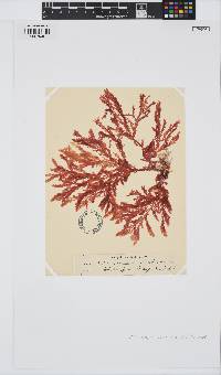 Plocamium preissianum image