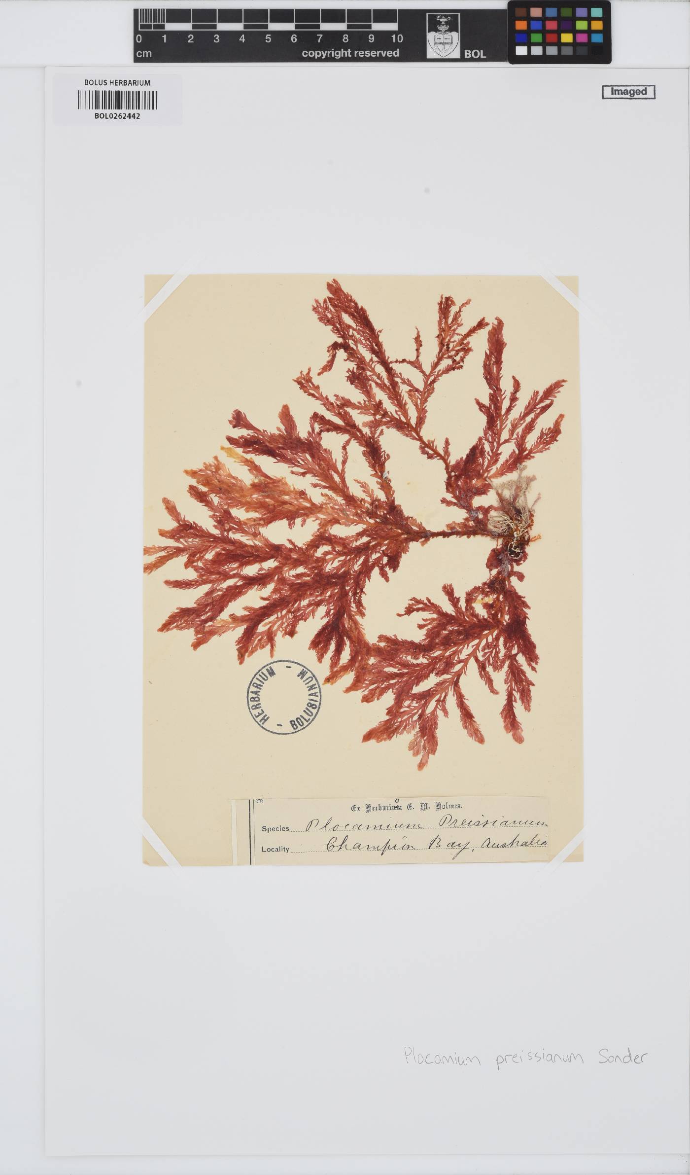 Plocamium preissianum image