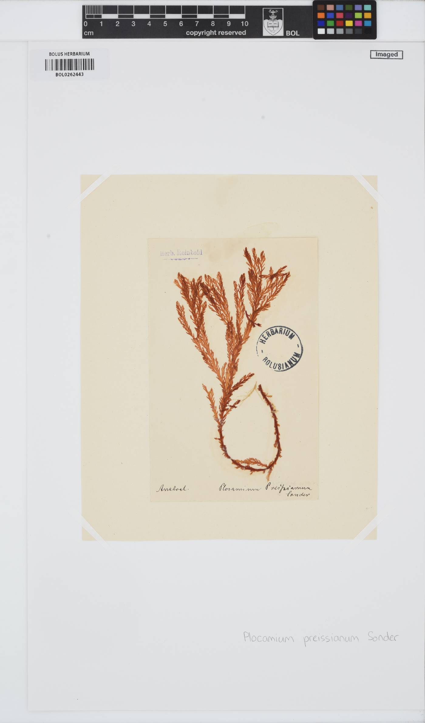 Plocamium preissianum image