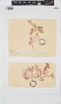 Plocamium leptophyllum image
