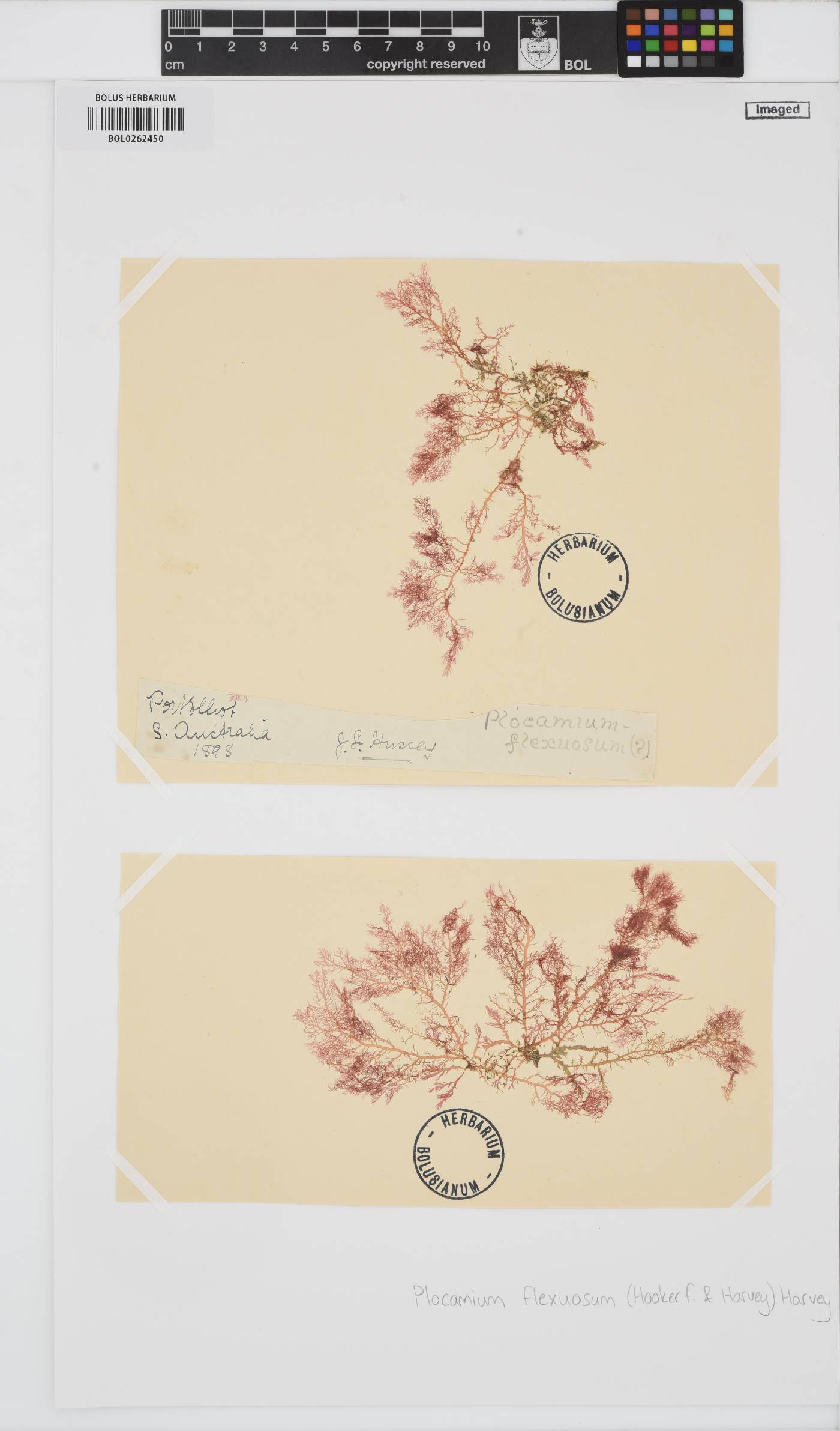 Plocamium leptophyllum image
