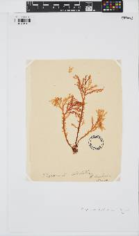 Plocamium dilatatum image