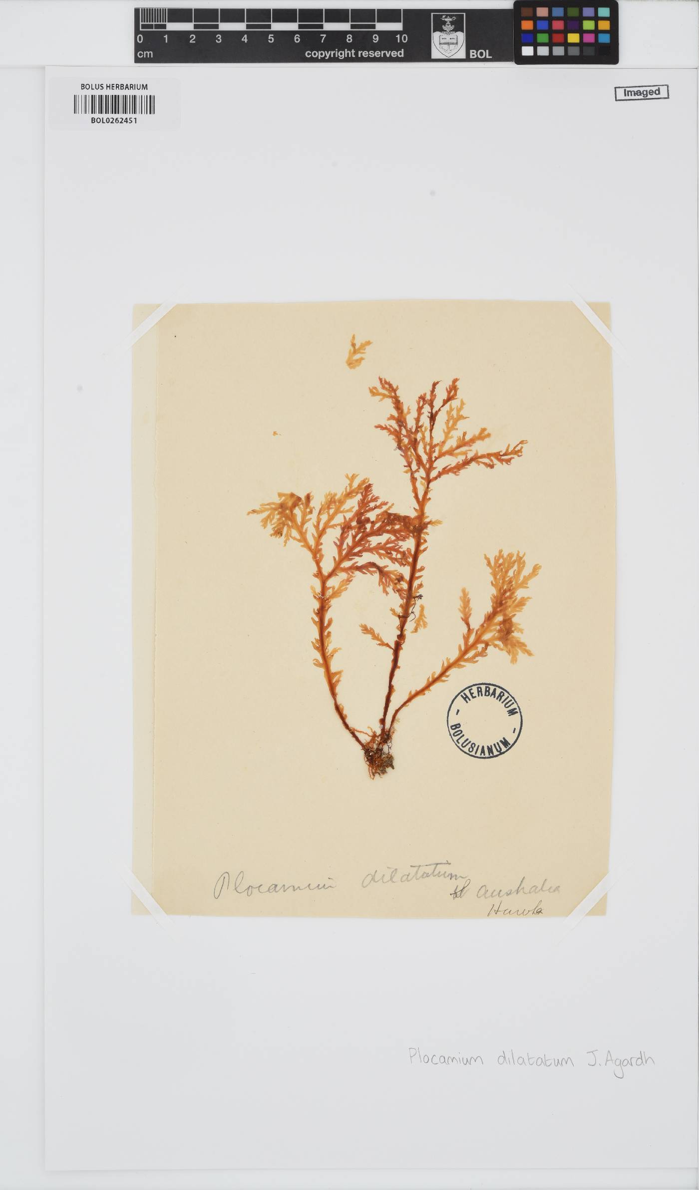 Plocamium dilatatum image