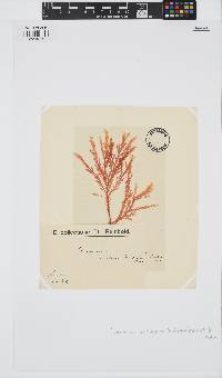 Plocamium cirrhosum image